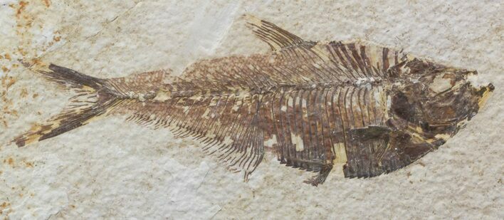 Bargain Diplomystus Fossil Fish - Wyoming #44226